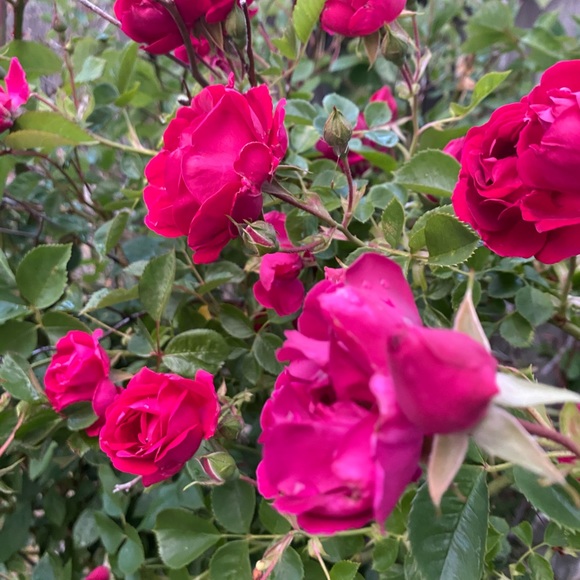 Meet your Posher, C - Picture 1 of 1